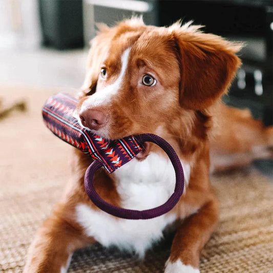 Aussie, Red-Merle mit dem Hundespielzeug Floaty Fetch Toy inPolar Night, schwimmfähig, aus recyceltem PET – ideal zum Apportieren im Wasser