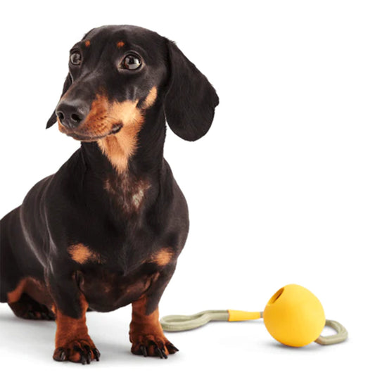 Hund mit dem Wurfspielzeug mit Seil von Beco auf weißem Hintergrund.
