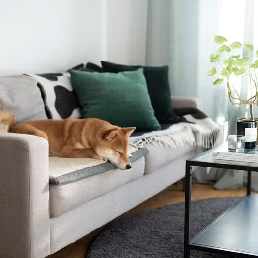 Hund liegt auf der Couch mit der Decke Snuggle in dunkelgrün von Denjo Dogs.