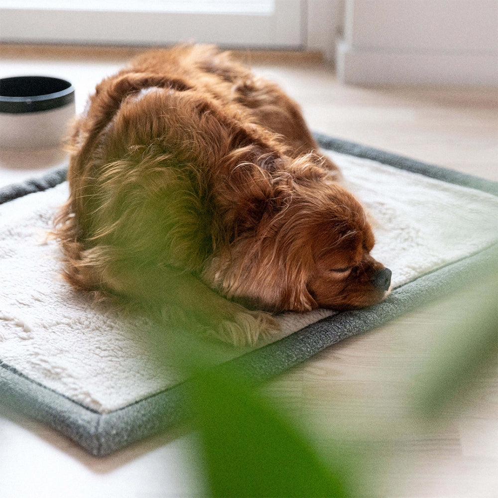 Hunde liegt bequem auf der kuscheligen Seite der Decke Snuggle in dunkelgrün von Denjo Dogs.
