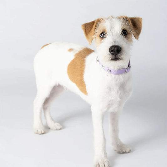 Hund trägt das stilvolle Halsband Kodie in der Farbe: Lila von Barkalot.
