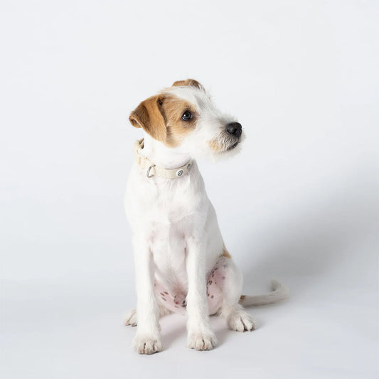 Hund trägt das zeitlose Halsband Kodie in der Farbe: Sand.