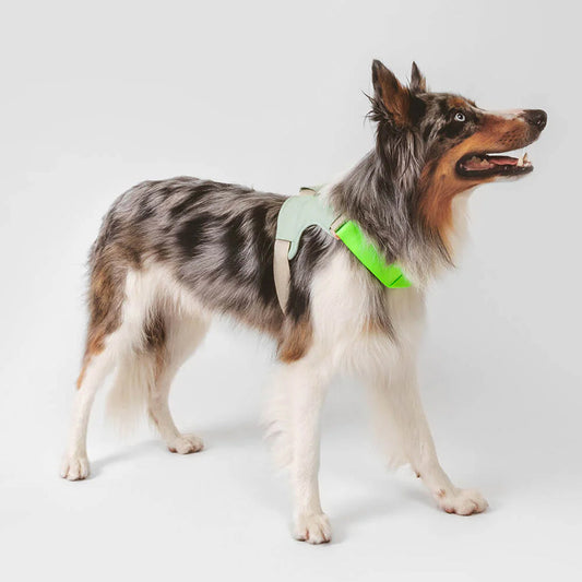 Hund trägt das Hundegeschirr von Qisu in der Farbe: Mint - nachhaltig und stilvoll.