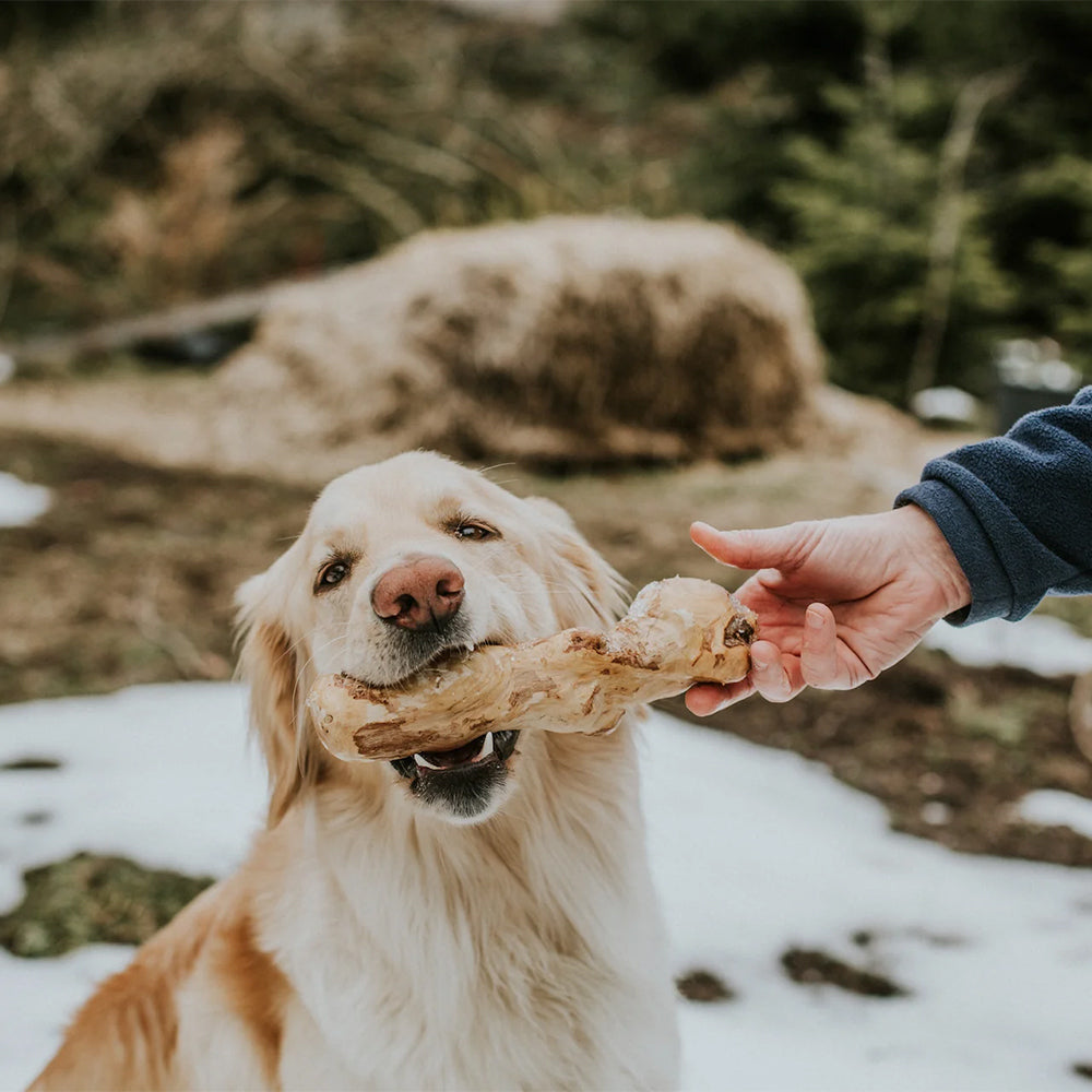 Hund genießt den natürlichen Kaustab aus Kaffeeholz – splitterfrei und ohne Koffein