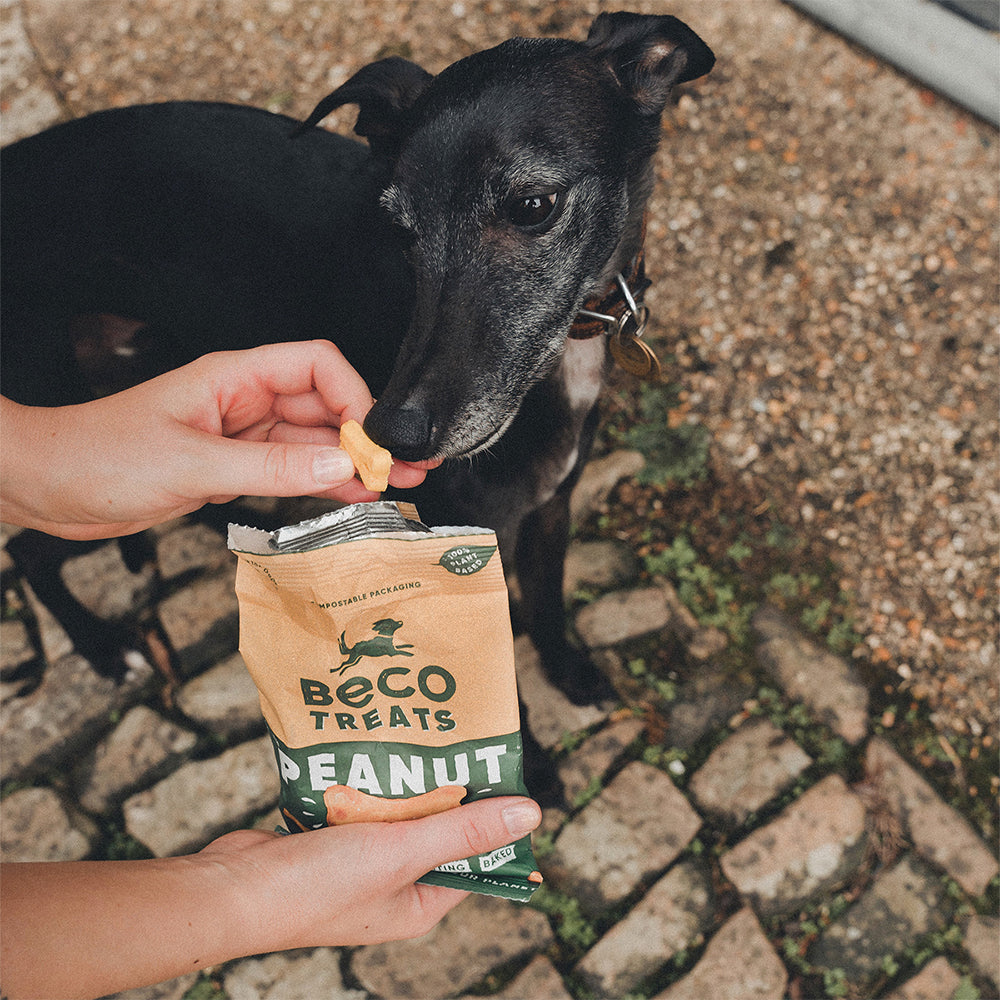 Hund bekommt ein Leckerli als Belohnung.