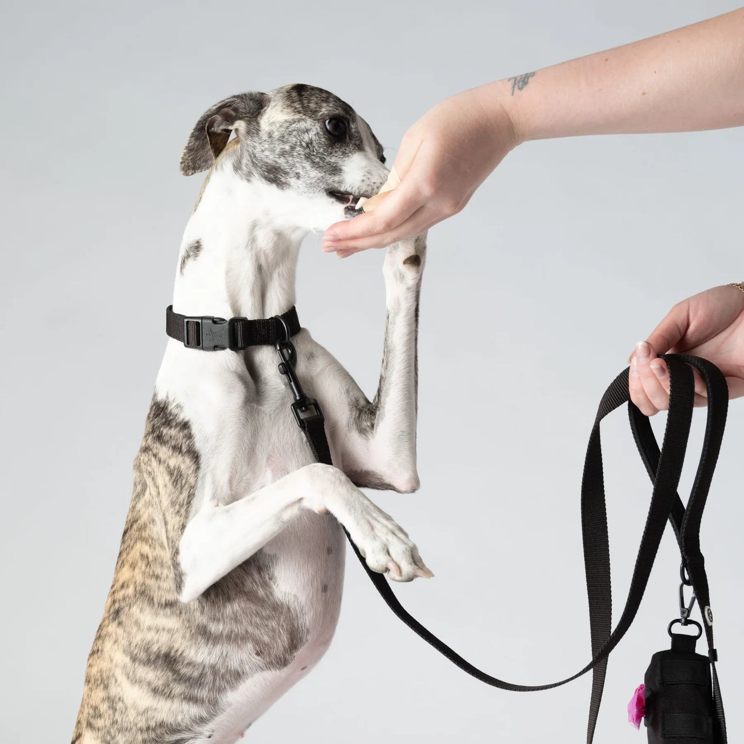 Hund bekommt ein Leckerli an der Leine Kodie in schwarz von Barkalot