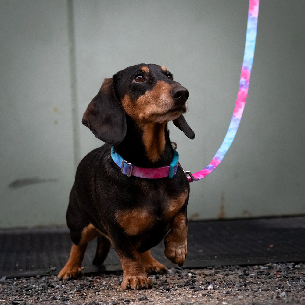 Hund an der Leine von Barkalot. Stilvoll und nachhaltig - Tie Dye, Multi - für alle die Farbe lieben.