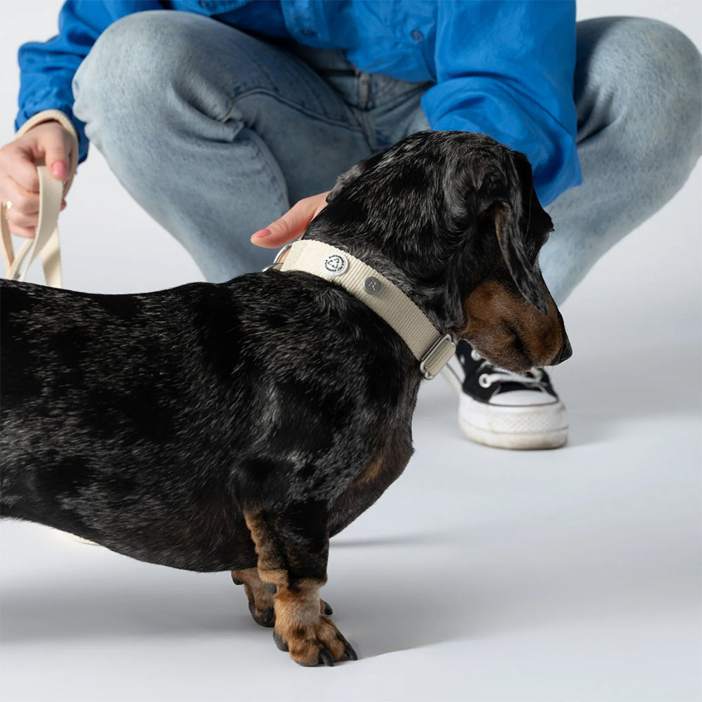Besitzer zeigt das Halsband Kodie in der Farbe: Sand am Hund