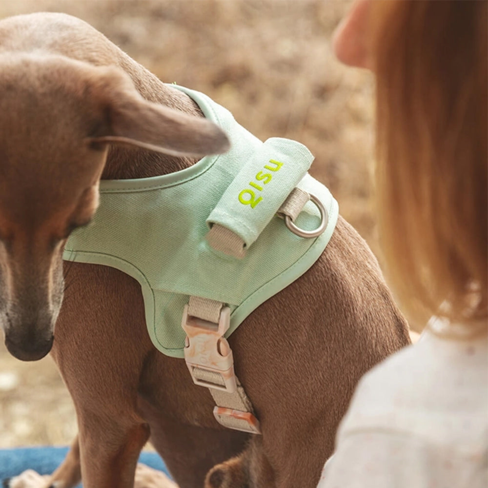 Mensch und Hund unterwegs mit dem Hundegeschirr in Mint von Qisu.
