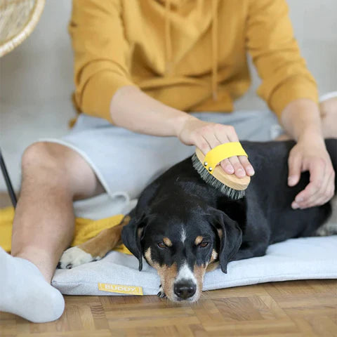 Hund wird mit der Bürste massiert.