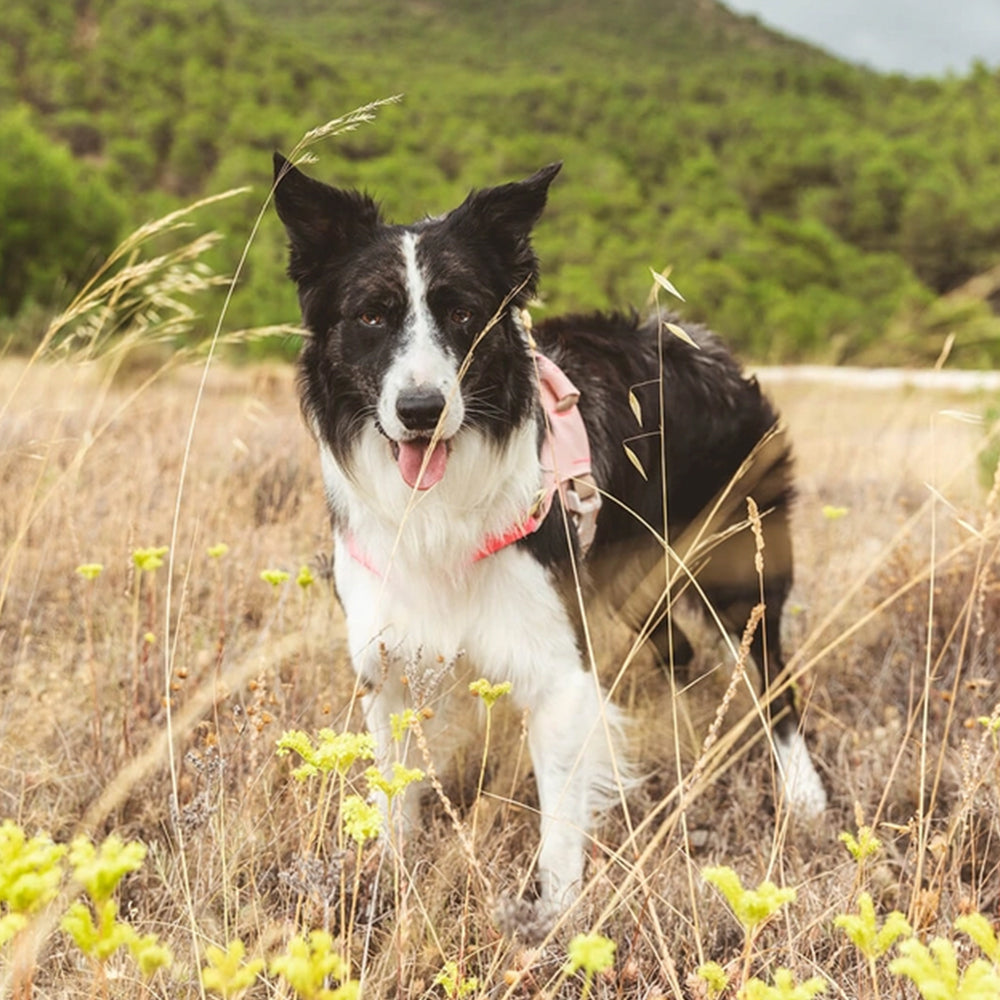 Hund in der Natur mit dem Hug Harness in Light Pink von Qisu.