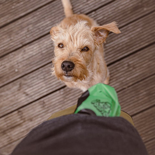 Hund schaut neugierig auf einen PooPick Hundekotbeutel – umweltfreundlich und plastikfrei.
