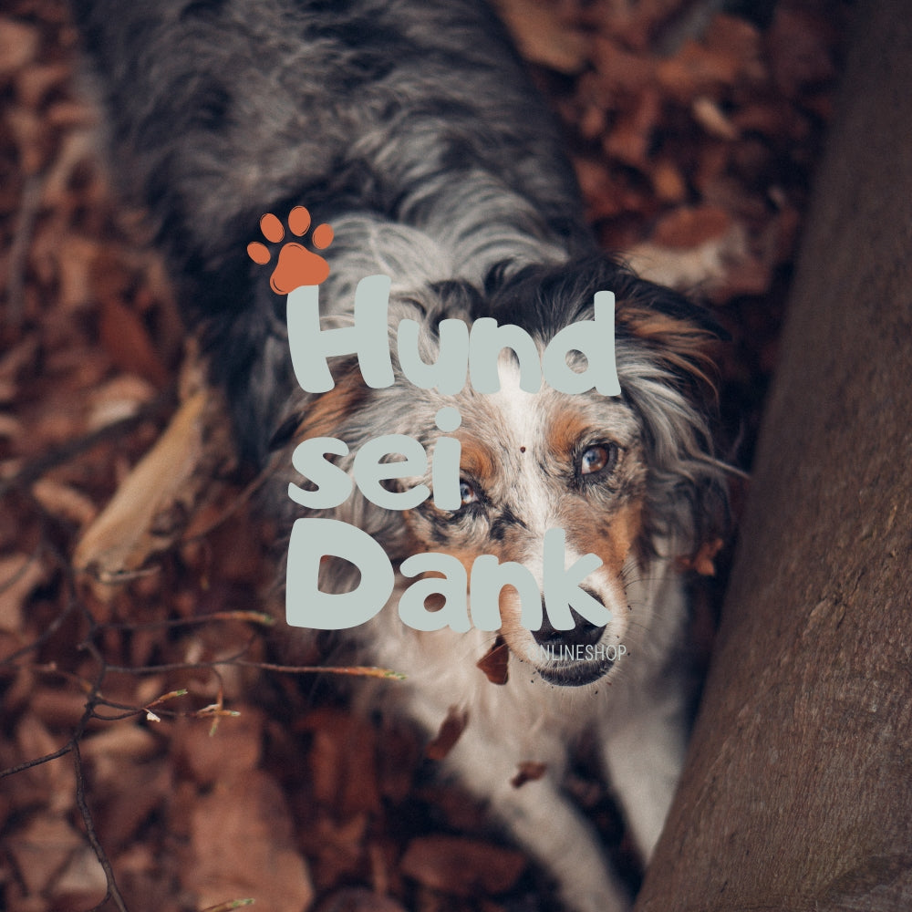 Premium | 90 Min. Hundefotoshooting inkl. 5 bearbeitete Bilder