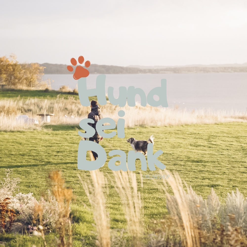 Basis | 30 Min. Hundefotoshooting inkl. 1 bearbeitetes Bild