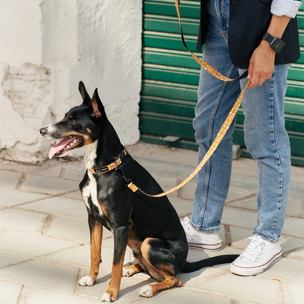 Hund im Sitz präsentiert die Leine und das Halsband Juno in der Farbe: Senf