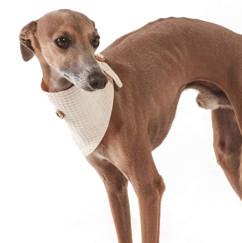 Hund trägt das Halstuch Waffle in der Farbe beige von Qisu - 100% Bio-Baumwolle.