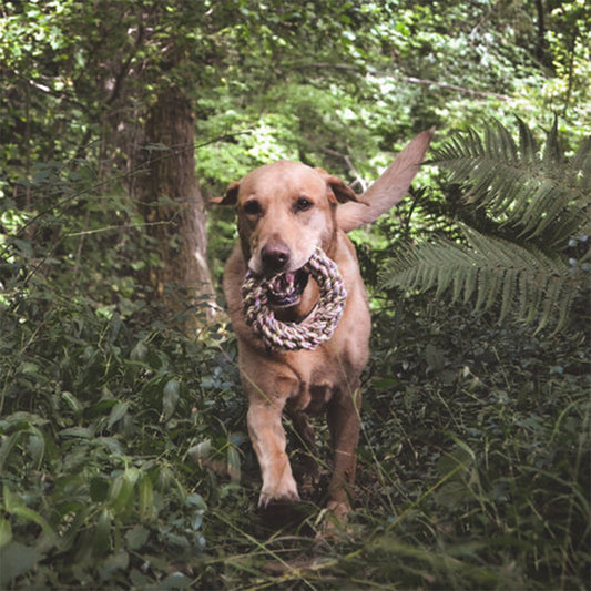 Hund läuft durch den Wald mit dem Hemp Ring von Beco im Maul.