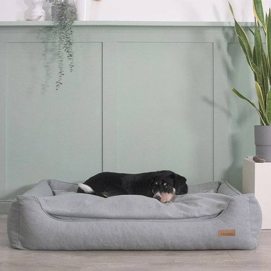 Hund liegt ausgestreckt im Hundebett mit Rand in wohnlicher Umgebung