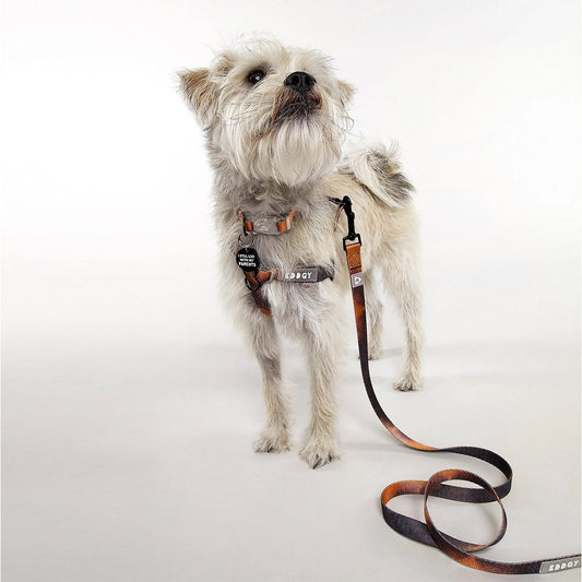 Hund trägt die Bruce Hundeleine – stylisch und funktional unterwegs