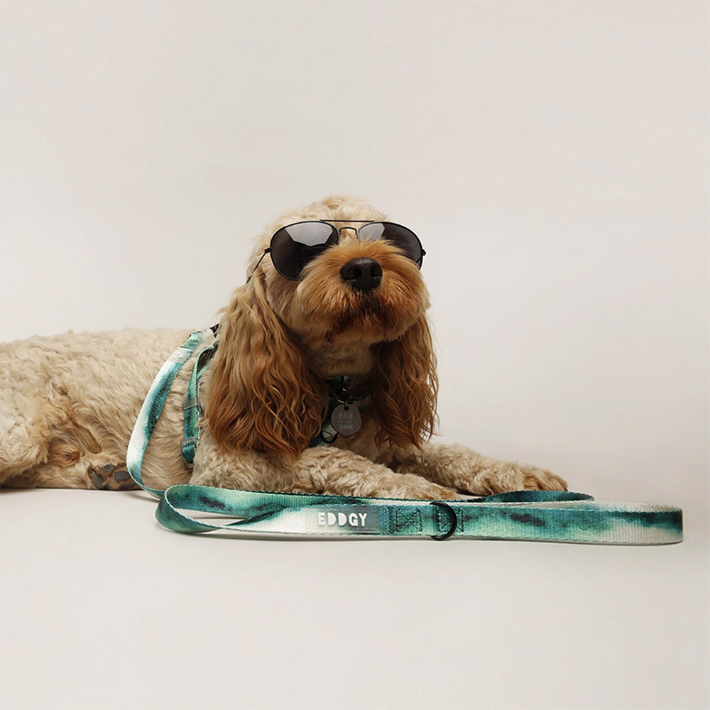 Stylischer Hund trägt die Maximus Hundeleine – unterwegs mit Stil