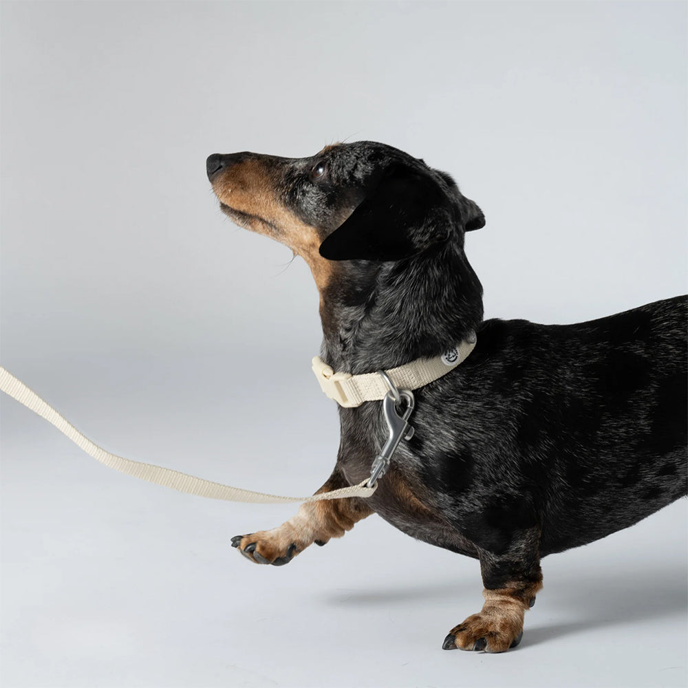Das Halsband Kodie in der Farbe: Sand zusammen mit der Leine am Hund - stilvoll und nachhaltig.