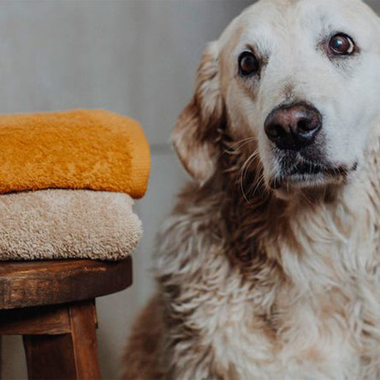 Gestapelte Lill’s Hundehandtücher im Badezimmer mit Hund im Hintergrund