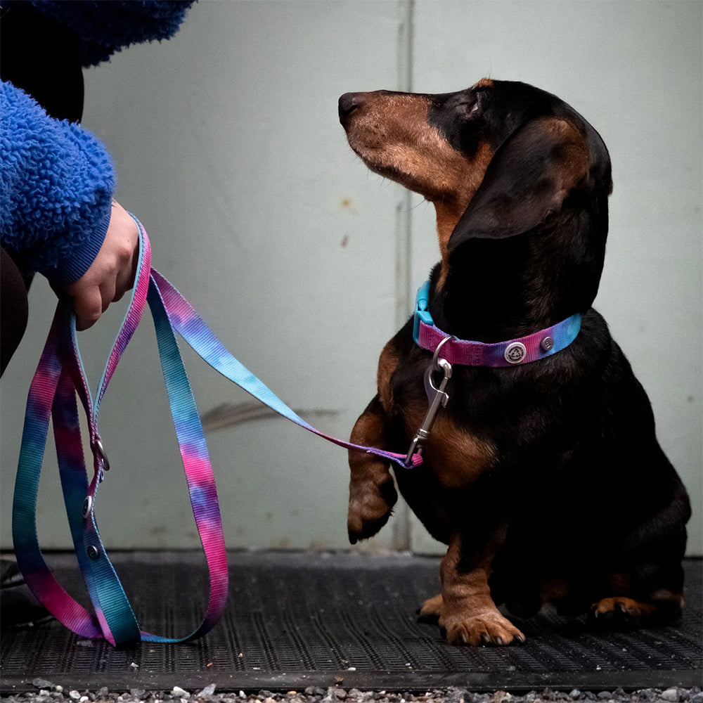 Mensch und Hund zeigen die Kombination aus Halsband und Leine von Barkalot. Tie Dye - für Hundemenschen die es farblich und nachhaltig mögen.