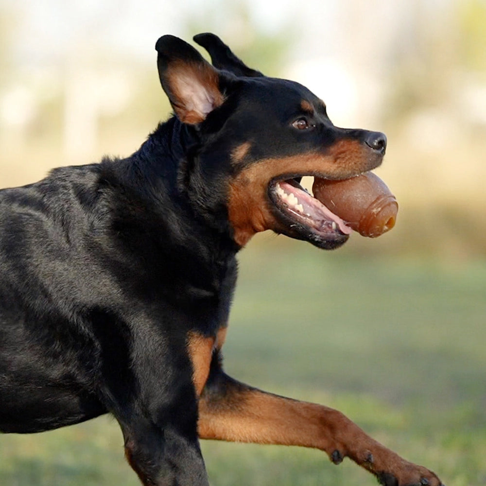 Hund spielt mit dem Retorn American Football – elastisches Hundespielzeug aus Bio-Harz mit Leckerliöffnungen für aktive Hunde