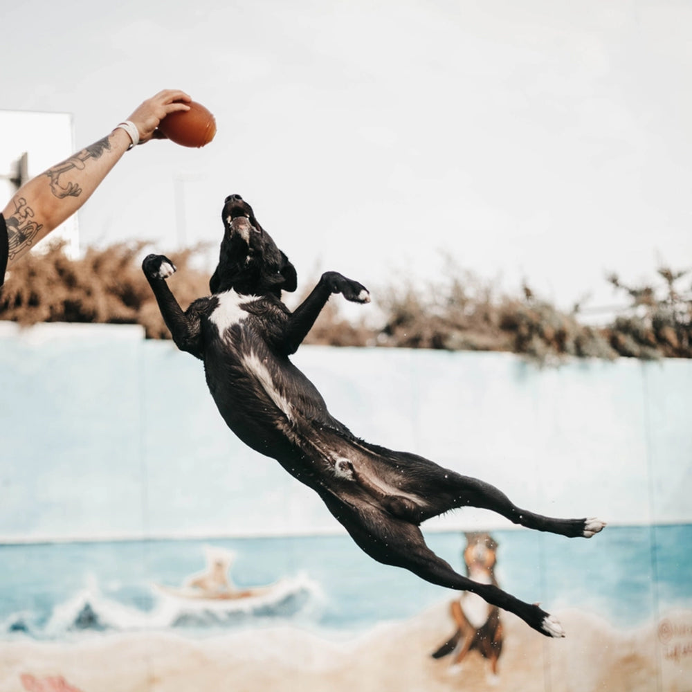Mensch spielt draußen mit Hund und dem Retorn American Football – dynamisches, natürliches Spielzeug für Wurf- und Apportierspiele