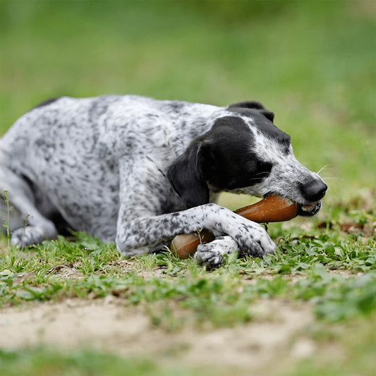 Hund hält den Retorn Bone Hundeknochen aus Bio-Harz im Maul – Spielspaß mit natürlichem Material