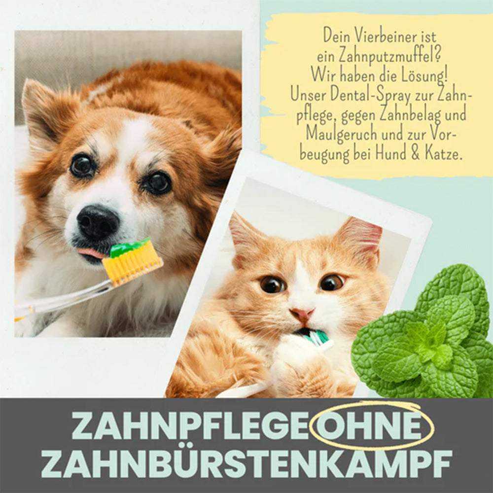 Zahnpflege-Spray ohne Zahnbürste anwenden bei Hund und Katze