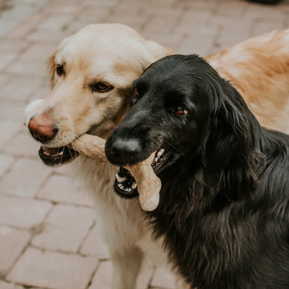 Zwei Hunde spielen gemeinsam mit dem Kaustab aus Kaffeeholz – sicherer Kauspaß für mehrere Vierbeiner