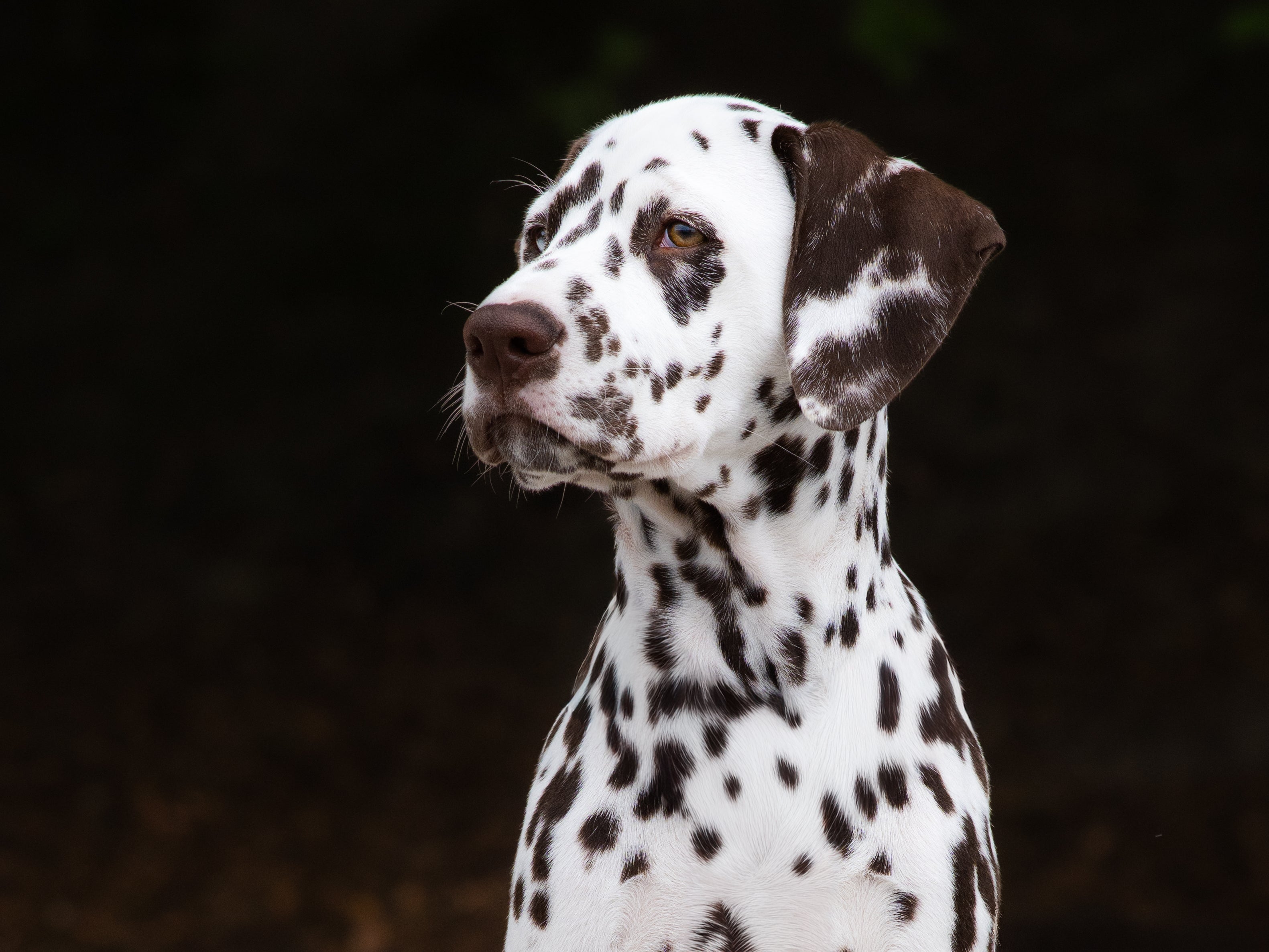 Duke der Dalmatiner wird leicht von der Seite fotografiert.