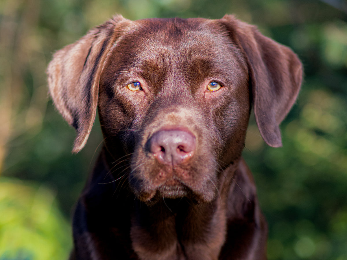 Frontales Bild vom Labrador in Farbe