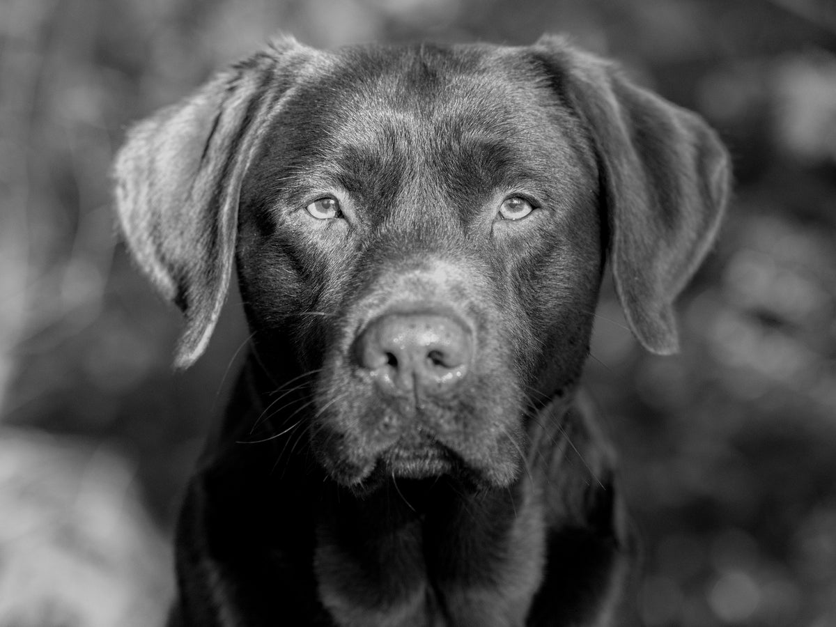 Frontales Bild vom Labrador in Schwarz-Weiß