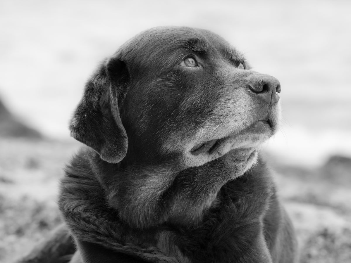 Ein Porträt eines Labrador-Aussie-Mixes am Strand in Schwarz-Weiß.