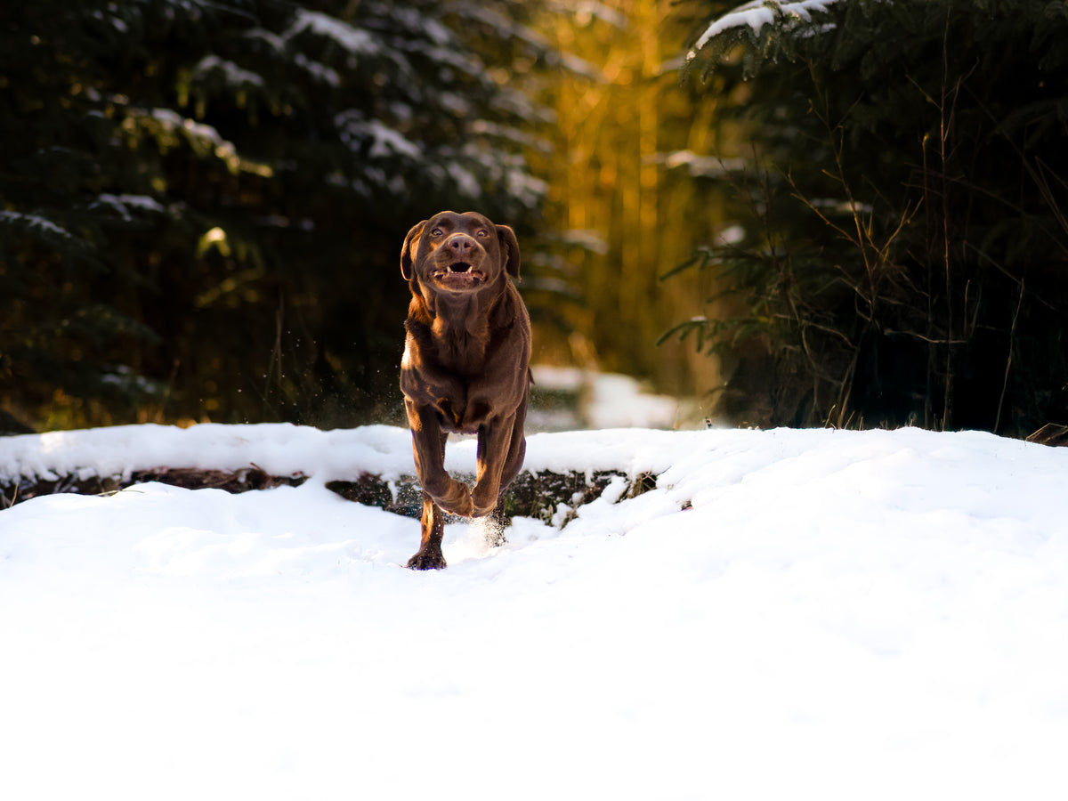 Ein laufender Labrador im Schnee mit dem Sonnenuntergang im Rücken.
