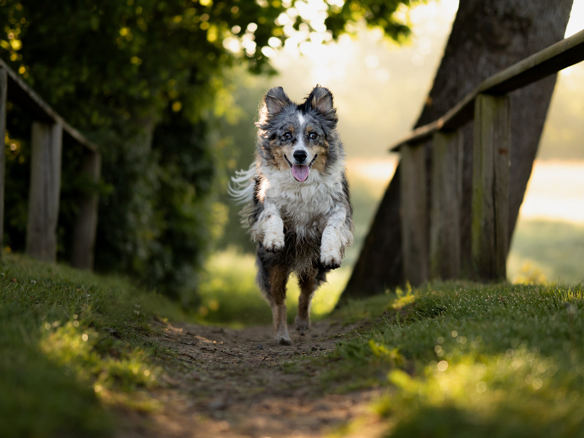 Ein rennender Mini-Aussie in der goldenen Stunde