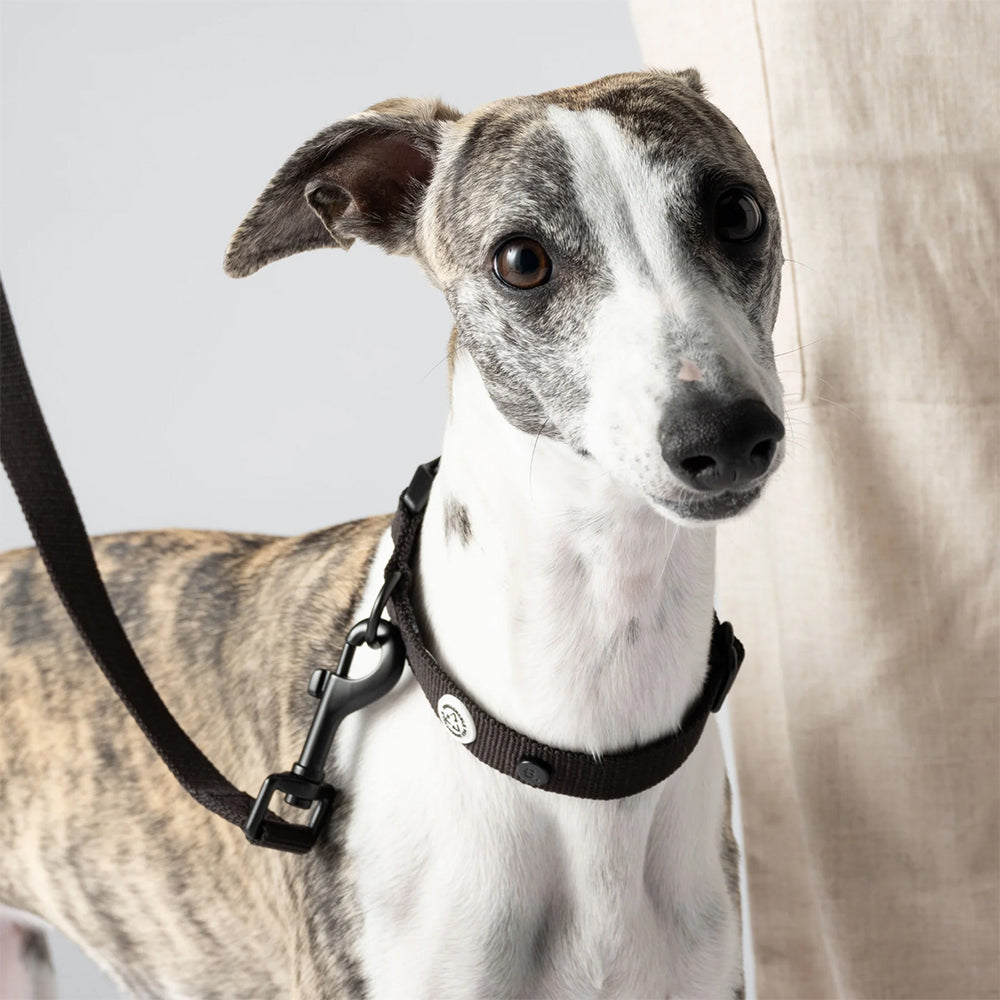 Detailansicht des Halsbandes Kodie in Schwarz von Barkalot am Hund