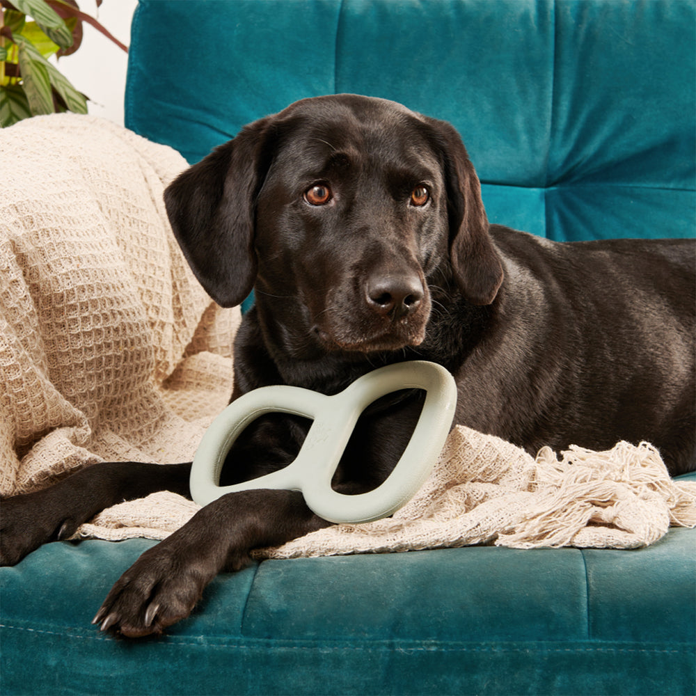 Hund liegt mit dem Spielzeug Tough Tugger von Beco auf der Couch.