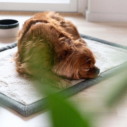 Hunde liegt bequem auf der kuscheligen Seite der Decke Snuggle in dunkelgrün von Denjo Dogs.