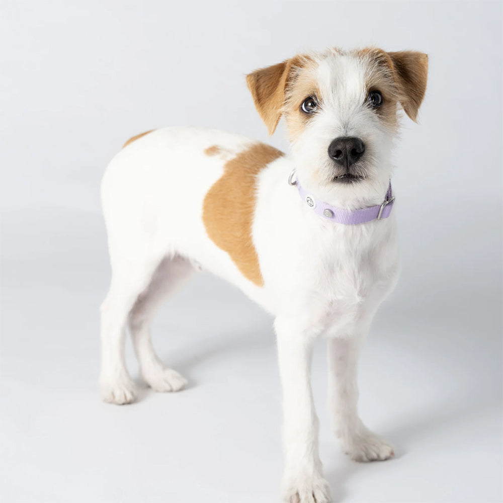 Hund trägt das stilvolle Halsband Kodie in der Farbe: Lila von Barkalot.