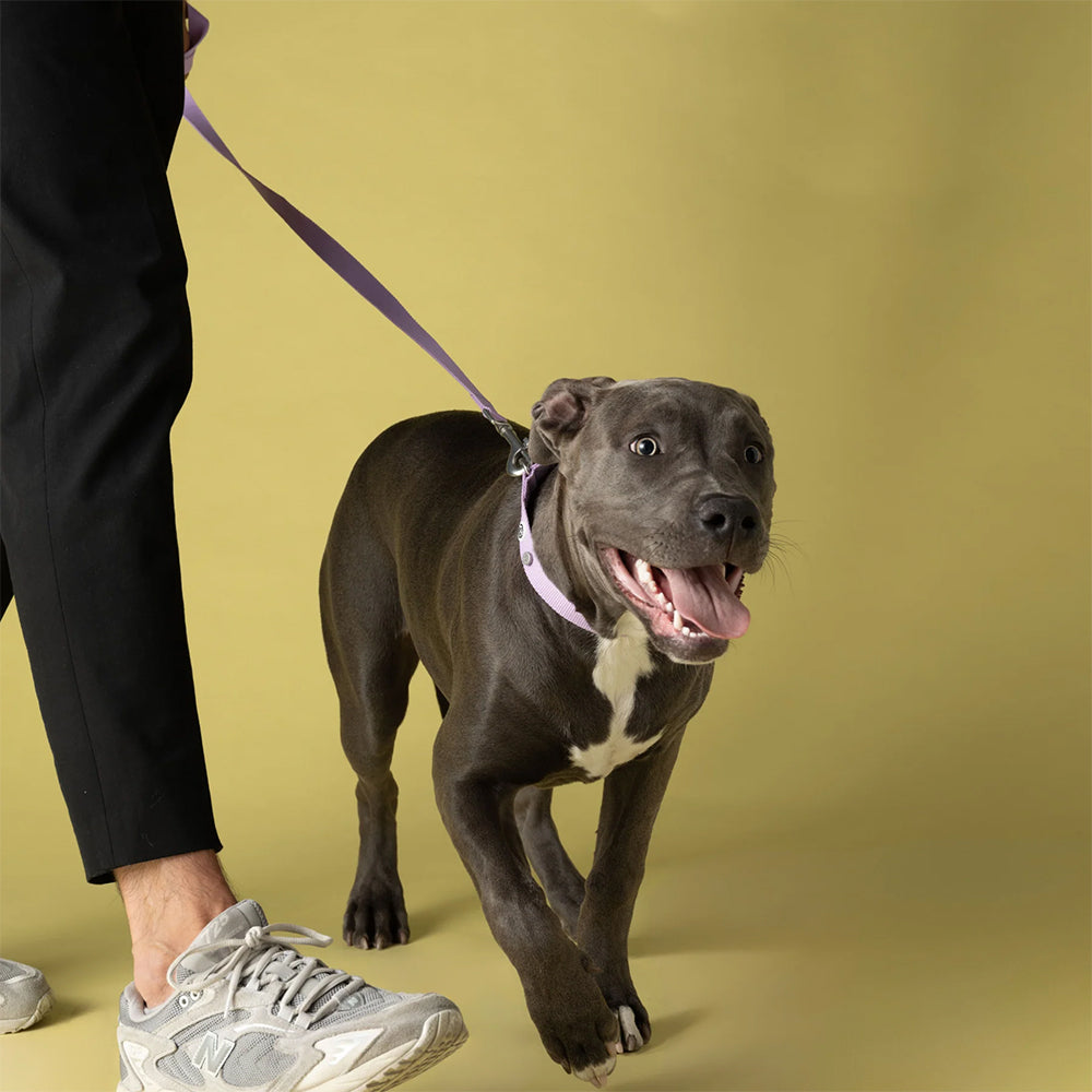 Hund trägt die Leine und das Halsband von Kodie in der Farbe Lila von Barkalot.