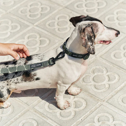 Hund trägt die Leine und das Halsband Juno in der Farbe: Grün von Cafide.