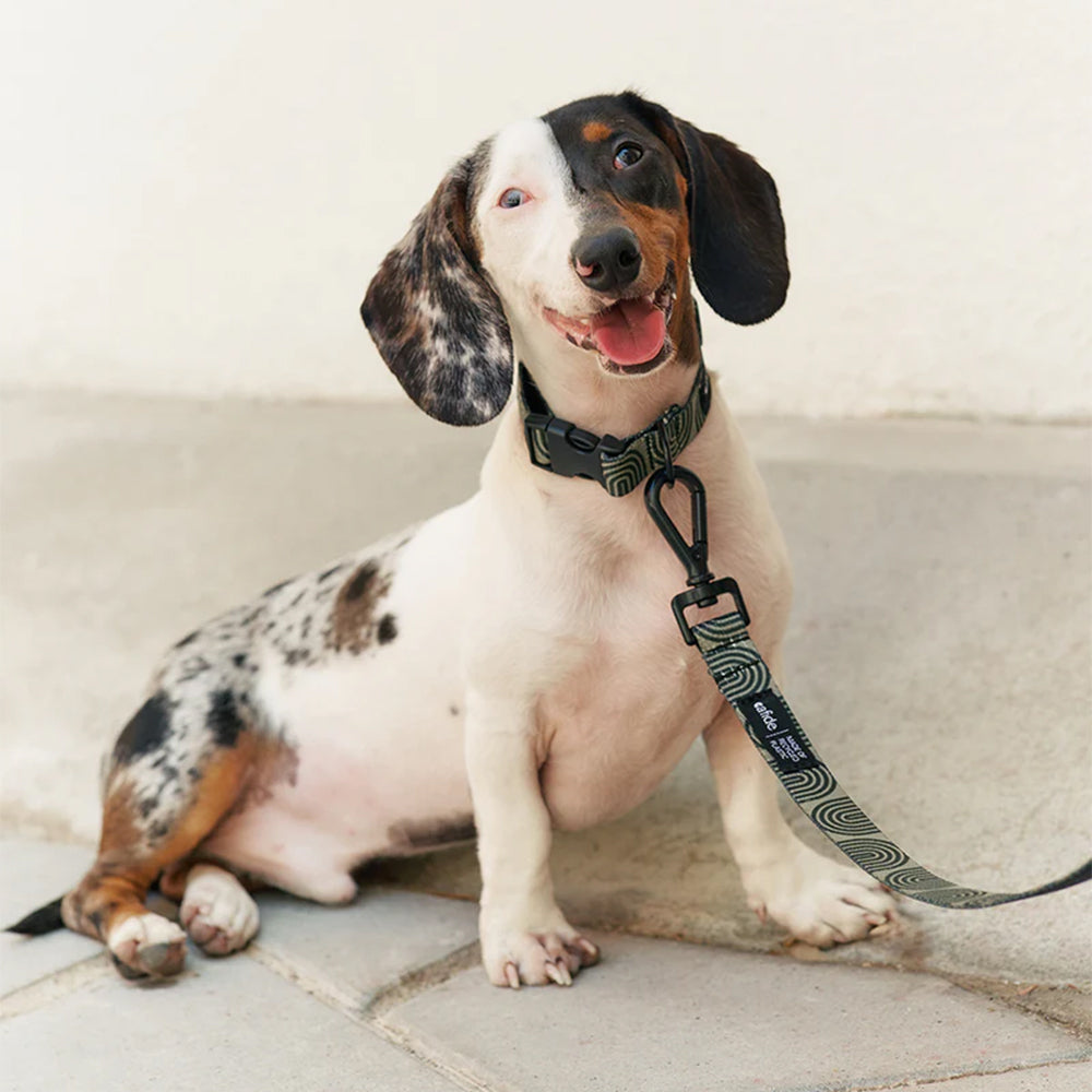 Hundeportrait mit dem Halsband und der Leine Juno in der Farbe: Grün von Cafide