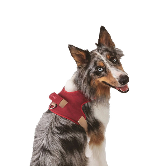 Hund trägt das Hundegeschirr von Qisu in der Farbe: Granat - nachhaltig und stilvoll.