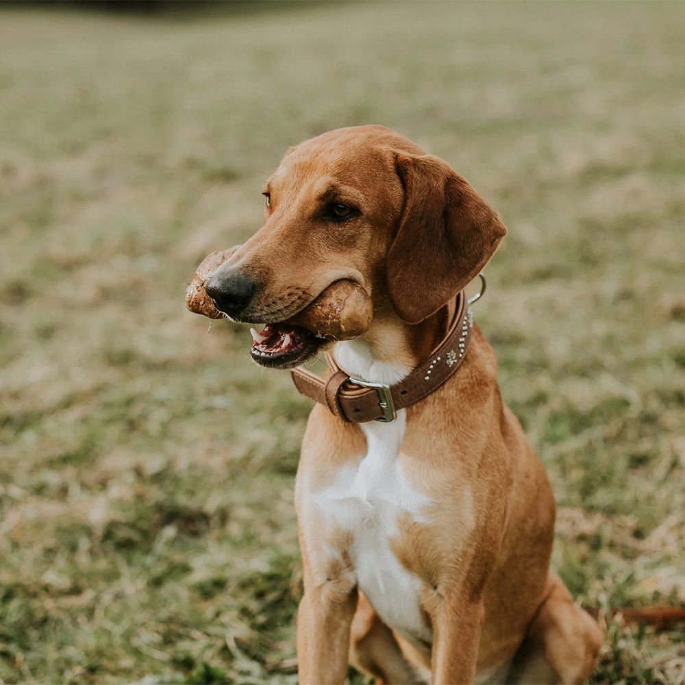 Hund trägt den Kaustab aus Kaffeeholz auf einem Spaziergang – für unterwegs und zuhause