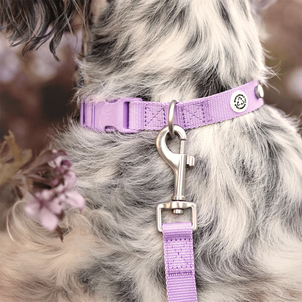 Hund mit lila Kodie-Leine am Halsband vor blumigem Hintergrund