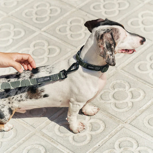 Hund trägt die Leine und das Halsband Juno in der Farbe: Grün von Cafide beim Spaziergang