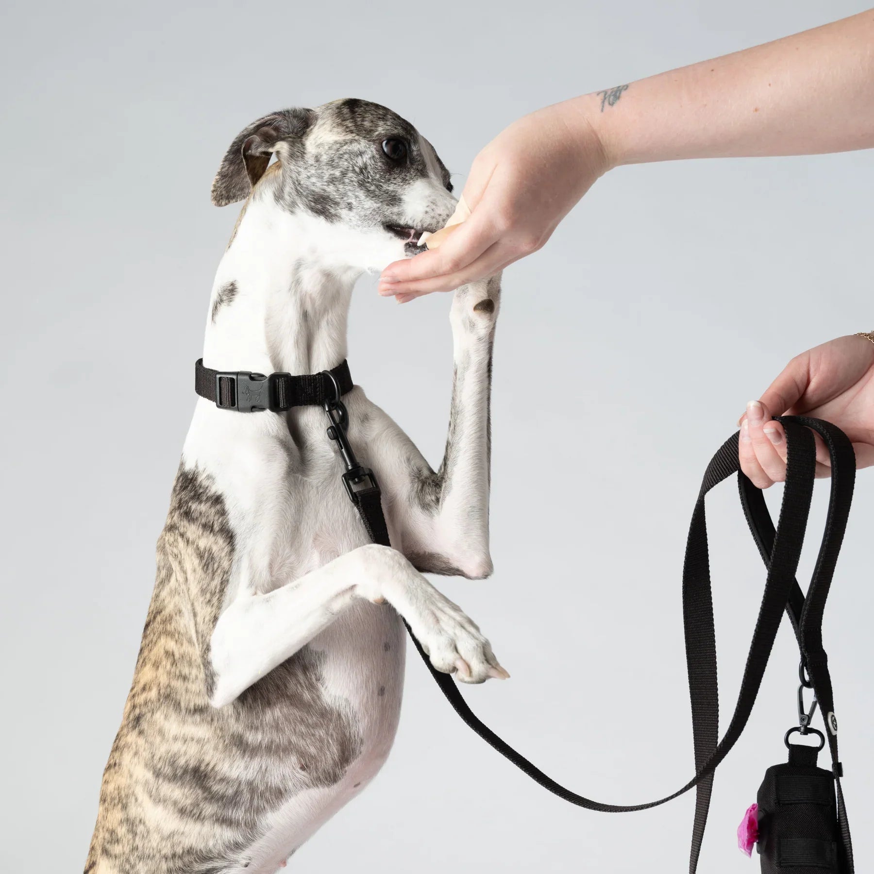 Hund bekommt ein Leckerli an der Leine  Kodie in schwarz von Barkalot